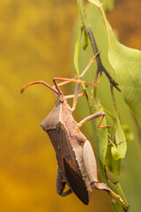 The Common Gum-tree Bug or Amorbus alternatus is a large, distinctive insect frequently found throughout Australia.
