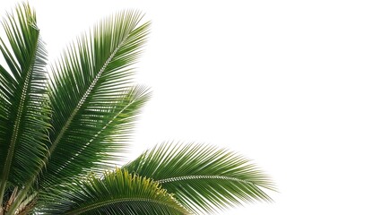 Fototapeta premium Green Palm Leaves Isolated on White Background