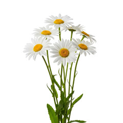 daisies on white background