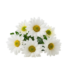 Obraz premium daisies isolated on white