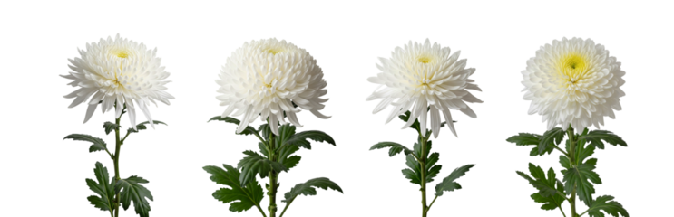 daisies isolated on white background