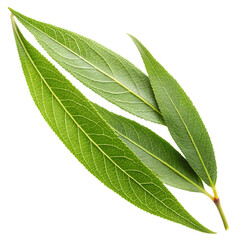 Willow Leaf Isolated on White Background