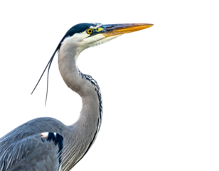 A close-up portrait of a tall, grey wading bird with a long beak and elegant feathers on a black background