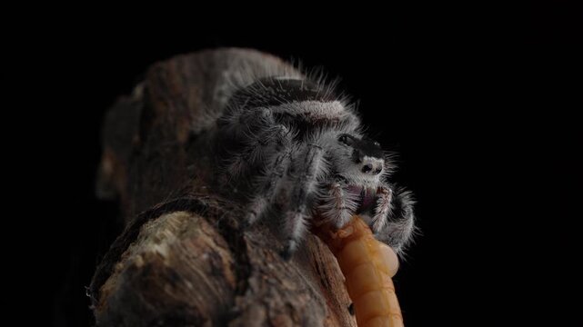 Macro close up of a white Phidippus jumping spider eating a yellow mealworm larva. Predator hunting prey isolated on black background.