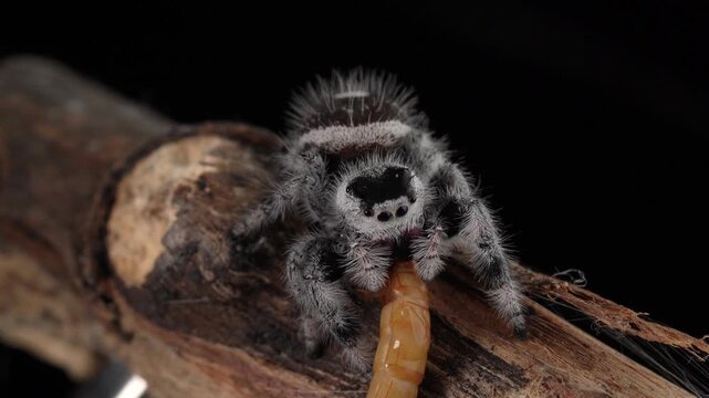 Macro close up of a white Phidippus jumping spider eating a yellow mealworm larva. Predator hunting prey isolated on black background.