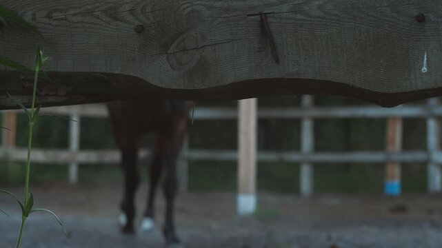 horse out of focus grazing in an outdoor enclosure behind a wooden fence, horse farm, racehorse paddock