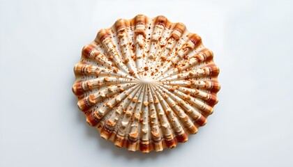 An artful arrangement of pastry slices meticulously placed around a central point on a white background, creating a harmonious pattern that adds visual interest.