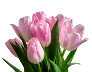 A close-up shot of a bouquet of delicate pink and white tulips with green leaves set against a deep black background