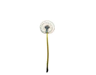 A close-up shot of a dandelion seed head against a stark black background. The fluffy orb of seeds is in focus