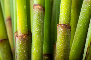 Fototapeta premium Fresh green bamboo stems covered with water droplets in close-up. Natural botanical texture symbolizing growth, freshness, sustainability, and eco-friendly design concepts