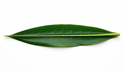 Obraz premium An intact, long green leaf with distinct jagged edges and a slightly curved shape