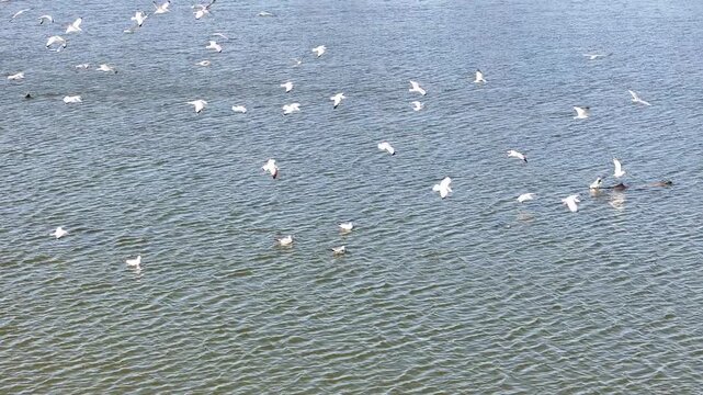 Seagulls and Doves Flying at Lake