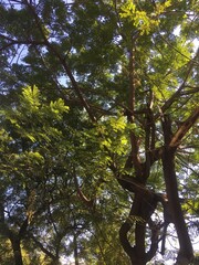 Fototapeta premium Looking up into a lush neem tree canopy, where dense green leaves weave through an intricate network of branches.
