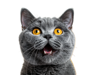 A close-up portrait of a gray cat with bright yellow eyes, mouth open in a surprised or excited expression. It's a studio shot