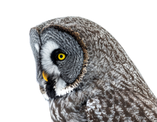 A close-up portrait of a great grey owl, showcasing its detailed plumage and striking yellow eyes against a clean black background