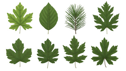 Seven green leaves isolated on transparent background