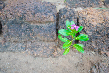 Periwinkle flower on cement floor in the garden, Thailand.