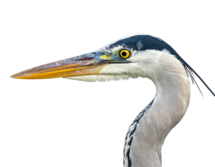 A close-up portrait of a majestic bird's head and neck, exhibiting details like feathers and sharp beak, with a plain background