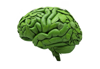 Green brain made of leaves isolated on transparent background