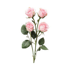 Obraz premium Delicate Pink Roses on a White Background.