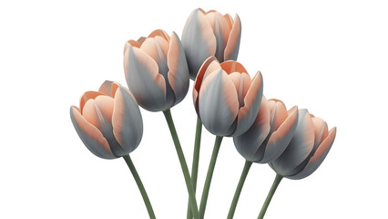 A bouquet of white tulips isolated on transparent background