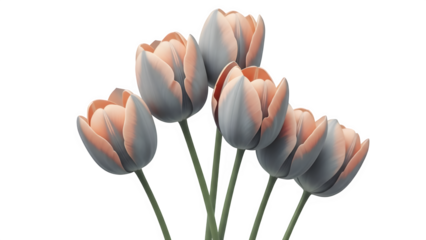 A bouquet of white tulips isolated on transparent background