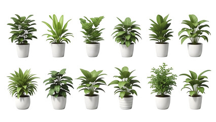 Variety of houseplants isolated on transparent background