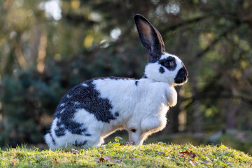 Ein schwarz-wei&szlig;er Deutscher Riese in der Seitenansicht auf einer Wiese sitzend