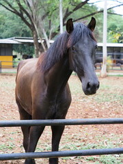 Majestic Black Horse in Stable with Lush Greenery
