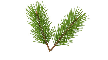 Pine tree branch isolated on transparent background with green needles