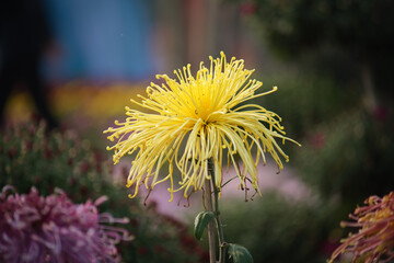 Yellow chrysanthemum flower with curled petals in close-up