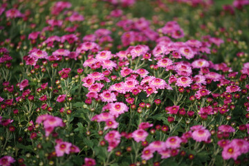 Obraz premium Pink chrysanthemum flowers blooming in a garden field