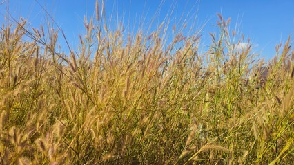 Golden grass flowers field blowing in the wind against blue sky background. desho grass in the morning sunlight. Harvest Season Agriculture Background