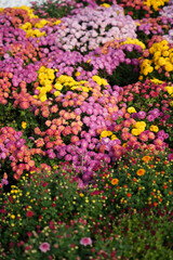 Obraz premium Colorful chrysanthemum flowers blooming in a garden field, full frame floral background