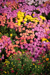 Fototapeta premium Colorful chrysanthemum flowers blooming in a garden field