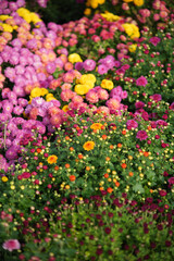 Chrysanthemum flowers and buds with green foliage filling the frame