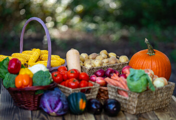 Harvest vegetables and fruits. Autumn harvest background. Basket full of fresh apples, potatoes, and peppers from a harvest. Organic harvest broccoli corn cucumbers ready for market.