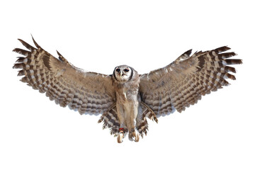 Beautiful flying Verreaux's eagle-owl isolated on transparent background png file