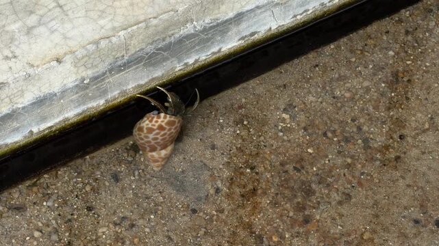 A hermit crab crawling in the pond.
