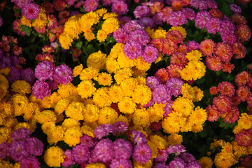 Colorful chrysanthemum flowers in full bloom with vibrant pink, orange, and yellow colors