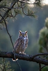 Obraz premium Majestic great horned owl perched on a sunlit pine branch in a serene forest setting