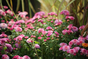 Pink chrysanthemum flowers blooming densely in a sunny garden with deep green foliage