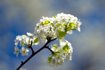Beautiful spring tree blossoms against a blue sky background. Plum tree flowers. Spring Design. Blooming apple branch at spring garden. Easter banner. Spring flowers reason of allergy.
