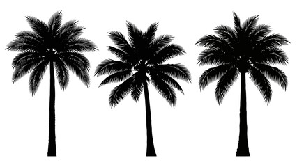 Naklejka premium Three Silhouetted Palm Trees Standing Tall Against White Background.