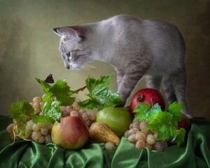 Sharmin blue-eyed kitten and butterfly