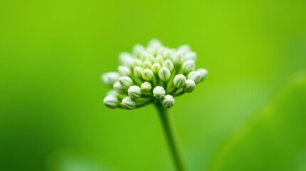 Close-up of a white flower bud