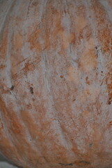 Harvest of traditional organic pumpkins from Southern Mexico.