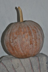 Harvest of traditional organic pumpkins from Southern Mexico.