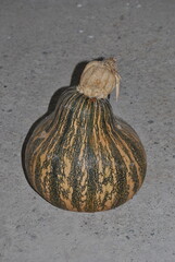 Harvest of traditional organic pumpkins from Southern Mexico.
