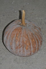 Harvest of traditional organic pumpkins from Southern Mexico.